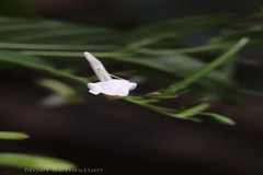 Diotacanthus albiflorus